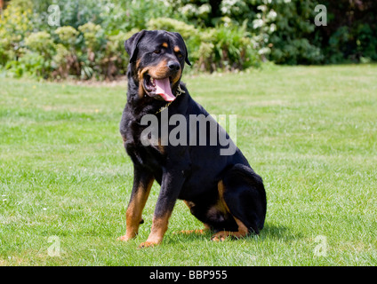 Rottweiler Guard Dog Stock Photo