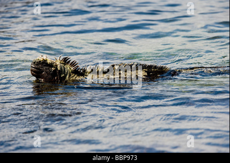 Marine iguana (Amblyrhynchus cristatus) swimming Punta Espinosa Fernandina Island Galapagos Ecuador Pacific Ocean South America Stock Photo
