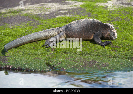 Marine iguana (Amblyrhynchus cristatus) feeding Punta Espinosa Fernandina Island Galapagos Ecuador Pacific Ocean South America Stock Photo