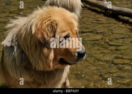 Tibetan Mastiff dog in stream. Stock Photo