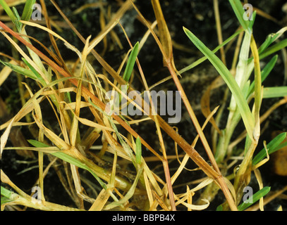 Pink snow mould Monographella nivalis on meadow grass Poa sp Stock Photo