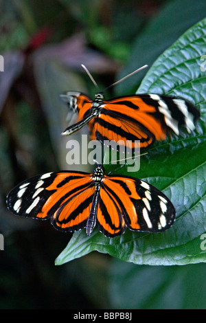 HELICONIUS ISMENIUS OF COSTA RICA, HOUSE OF TROPICAL BUTTERFLY, NATUROSPACE, HONFLEUR, CALVADOS (14), NORMANDY, FRANCE Stock Photo
