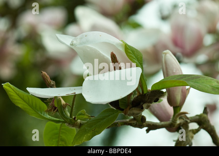 Magnolia campbellii DARJEELING x denudata Purple eye Stock Photo