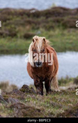 Shetland pony on South Uist Stock Photo