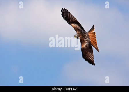 Red Kite in flight Stock Photo