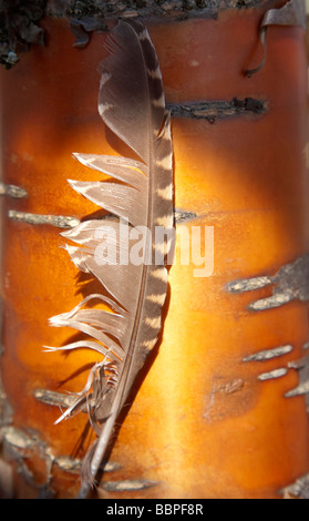 Bird feather on Manchurian cherry ( Prunus maackii rosaceae ) trunk Stock Photo