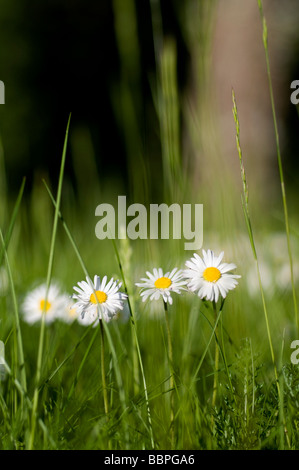 Daisies in the grass, with blurred background Stock Photo