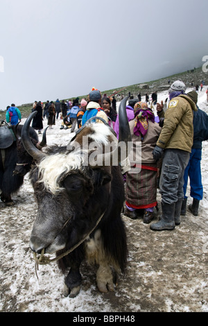Indian tourists and Yak. Rohtang La Pass (3978m). Himachal Pradesh. India Stock Photo