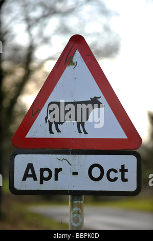 Warning roadsign for cattle cows and livestock between the months of April to October on a rural country road in Britian Stock Photo