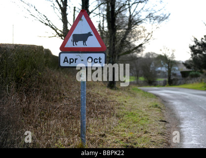 Warning roadsign for cattle cows and livestock between the months of April to October on a rural country road in Britian Stock Photo