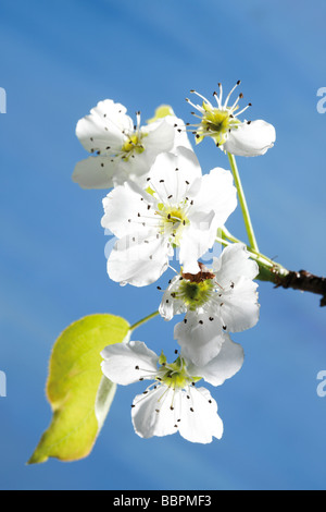 Blossoms of the Nashi Pear tree (Pyrus pyrifolia) Stock Photo