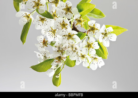 Blossoms of a Pear (Pyrus) Stock Photo