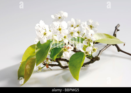 Blossoms of the Nashi Pear tree (Pyrus pyrifolia) Stock Photo