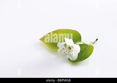 Blossoms of the Nashi Pear tree (Pyrus pyrifolia) Stock Photo