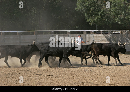 CAMARGUE COW, RANCH, CAMARGUE, GARD (30) Stock Photo