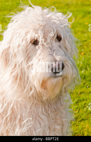 A large white mongrel long haired cute looking dog close up portrait possibly crossed with a poodle and a labrador or retriever Stock Photo