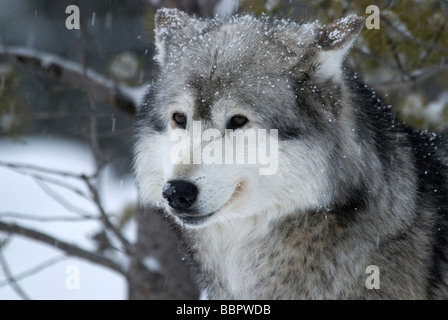 Gray Wolf Canis lupus Grizzly Wolf Discovery Center Montana USA Stock Photo