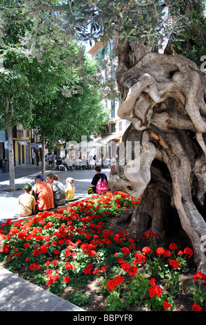 Ancient olive tree, Placa Cort, Palma de Mallorca, Palma Municipality, Mallorca, Balearic Islands, Spain Stock Photo