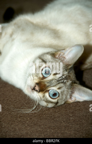 A Bengal kitten Stock Photo