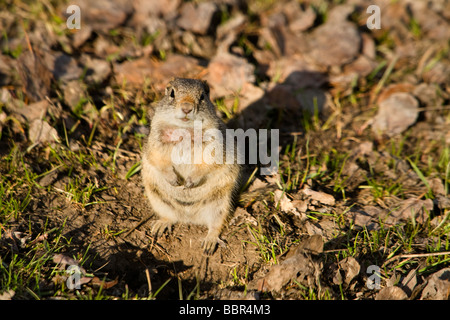 Uinta Ground Squirrel (Spermophilus armatus) Stock Photo