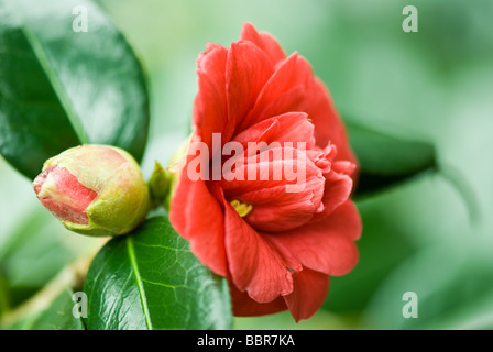 Camellia japonica ELEGANS Stock Photo