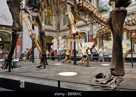 BRACHIOSAURUS BRANCAI 23 M LONG, MUSEUM OF NATURAL HISTORY, MUSEUM FUR ...