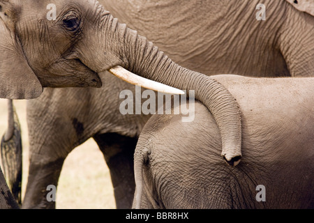 Elephant trunk - Amboseli National Park, Kenya Stock Photo