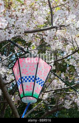 A festival lantern with pink cherry blossom patterns is hanging from a tree in full seasonal bloom Stock Photo