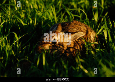 Brush rabbit (Sylvilagus bachmani) hiding in grass Stock Photo