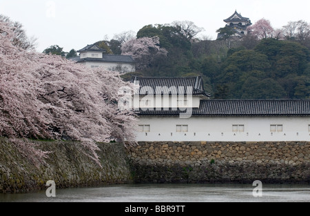 Cherry trees in full bloom within the grounds of Hikone Castle in Shiga Prefecture Stock Photo