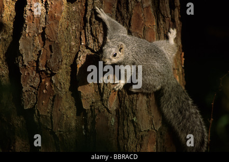 Delmarva Peninsula fox squirrel (Sciurus niger cinereus) Stock Photo