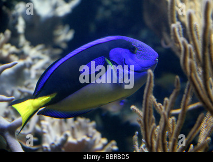 Regal Tang, Paracanthurus hepatus, Acanthuridae, Perciformes. Indian and Pacific Oceans Stock Photo