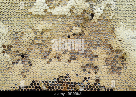 Concentrated nectar in sealed honey cells, some of them are partially collapsed due to volume shrinkage Stock Photo