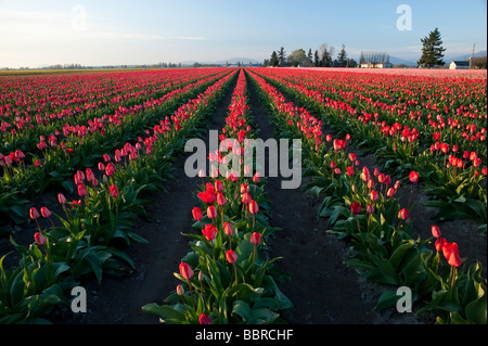 Red tulip fields sunset light near Mount Vernon Washington State USA Stock Photo
