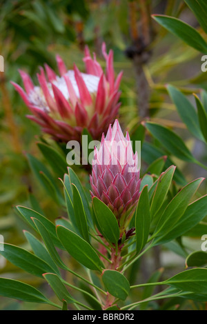 Kula Botanical Garden Protea Flower Upcountry Maui Hawaii Stock Photo