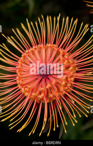 Kula Botanical Garden Protea Flower Upcountry Maui Hawaii Stock Photo