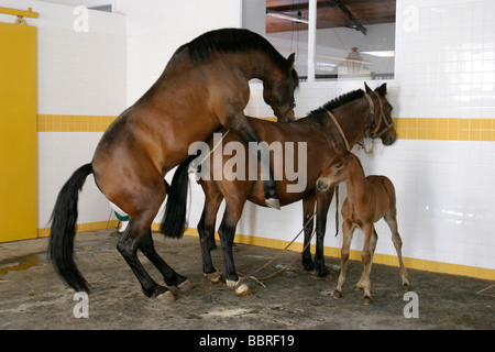 LUSITANIAN HORSES, COUDELARIA DE ALTER, NATIONAL STUD FARM, ALTER DO CHAO, ALENTEJO, ALENTEJO, PORTUGAL Stock Photo
