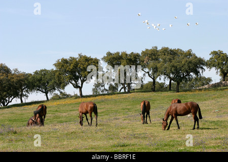 LUSITANIAN HORSES, COUDELARIA DE ALTER, NATIONAL STUD FARM, ALTER DO CHAO, ALENTEJO, PORTUGAL Stock Photo