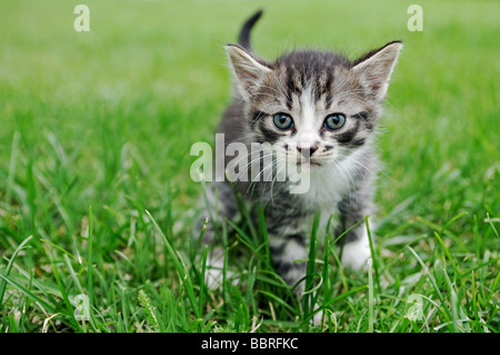 Kitten Outside Walking Through Grass
