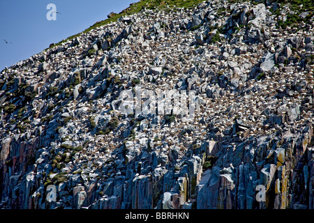 Ailsa Craig, a seabird colony mostly for Northern Gannets, Morus bassanus (fka Sula bassana) in the Firth of Clyde,off the coast of Southwest Scotland Stock Photo