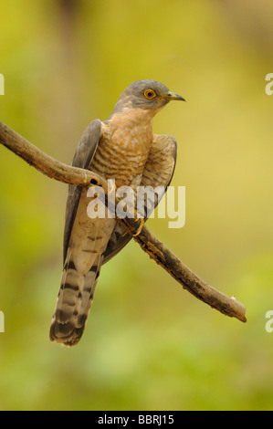 Common Hawk Cuckoo, Brain Fever Bird Stock Photo