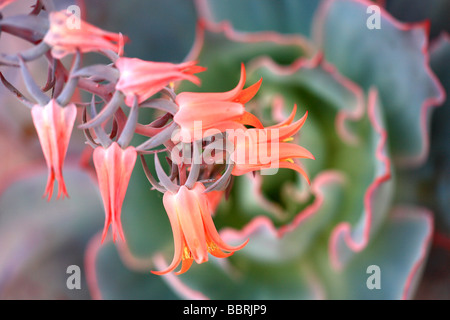 Echeveria afterglow flower Stock Photo