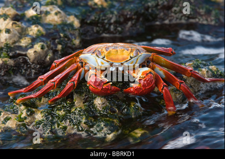 Sally lightfoot crab (Grapsus grapsus) feeding on algae Punta Espinosa Fernandina Island Galapagos Ecuador Pacific Ocean Stock Photo