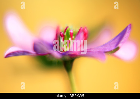 Hapatica nobilis var japonica f magna Schreber hepatica Alpine plant Glasshouse England Spring Stock Photo