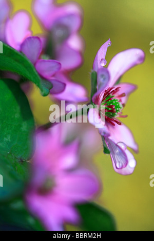 Hepatica nobilis var japonica f magna Schreber hepatica Alpine plant Glasshouse England Spring Stock Photo