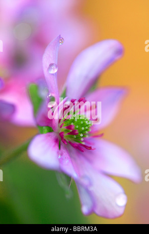 Hepatica nobilis var japonica f magna Schreber hepatica Alpine plant Glasshouse England Spring Stock Photo