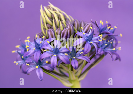 Scilla peruviana Peruvian lily flower Glasshouse England Spring Stock Photo