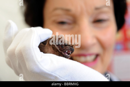 Jenny Clark of Sussex bat hospital holds a noctule bat at The South of England Show Ardingly UK Stock Photo