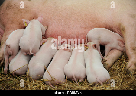 Piglets suckling with their sow at South of England Show Ardingly UK Stock Photo