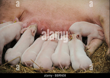 Piglets suckling with their sow at South of England Show Ardingly UK Stock Photo